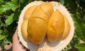 Loại sầu riêng nào đắt nhất Việt Nam? Loại sầu riêng nào đắt nhất Việt Nam?